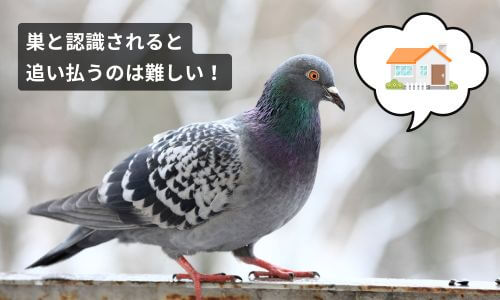鳩よけの効果がない原因