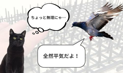 ネコよけは鳩よけにはならない
