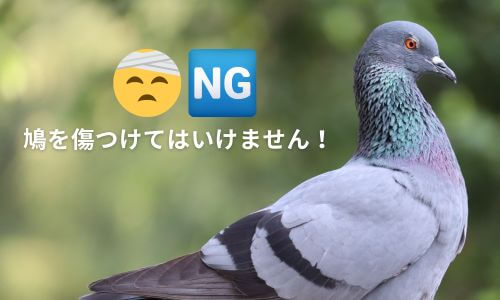 鳩を傷つけることは鳥獣保護法で禁止されています